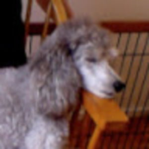 Meet your Posher, Phoebe maltz